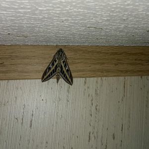 Meet your Posher, Teresa